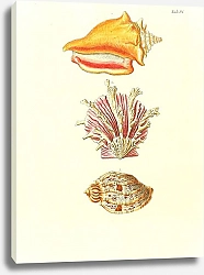 Постер Морские раковины 009