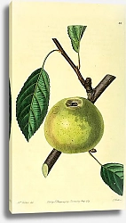 Постер Идеальное яблоко