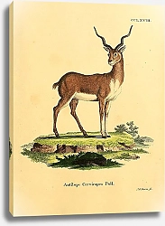 Постер Винторогая антилопа