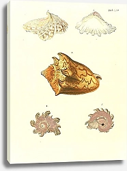 Постер Морские раковины 022