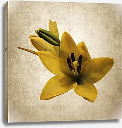 Постер Желтый цветок лилии