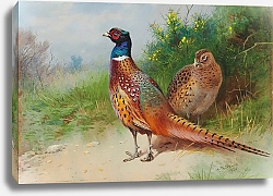 Постер Торнбурн Арчибальд (Бриджман) A hen and cock pheasant by gorse