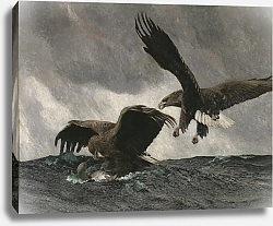 Постер Лильефорс Бруно Морские орлы