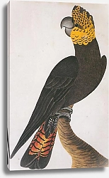 Постер Glossy Black Cockatoo