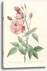 Постер Редюти Пьер Rosa Indica Vulgaris