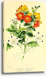 Постер Browallia Jamesonu, Netophila maculata