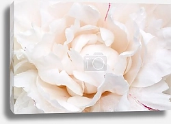 Постер Белый пион макро