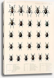 Постер Годман Фредерик Insecta Coleoptera Pl 107