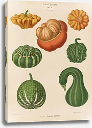 Постер Бенари Эрнст Декоративные тыквы