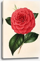 Постер Лемер Шарль Camellia Poldina Vanturi