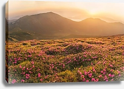 Постер Цветущий горный луг на рассвете