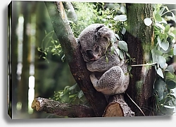 Постер Спящая коала на ветке