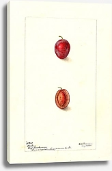 Постер Пассмор Дебора Prunus domestica: Хитон