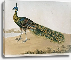 Постер Green Peafowl (male)