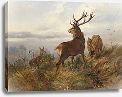 Постер Дейкер Карл Благородный олень на рассвете