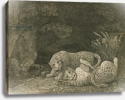 Постер Стаббс Джордж Tygers at Play, engraved by the artist, pub. 1789