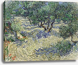 Постер Ван Гог Винсент (Vincent Van Gogh) Оливковая роща