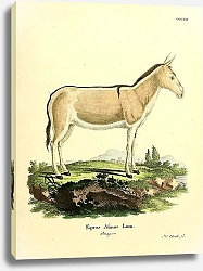 Постер Дикий осёл Equus Asinus Linn Onager