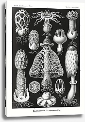 Постер Basimycetes–Schwammpilze