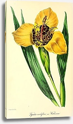 Постер Trigridia Conchiflora Watkinsoni
