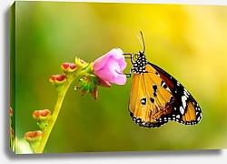 Постер Бабочка монарх на розовом цветке крупным планом