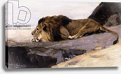 Постер Кунер Вильгельм A Resting Lion; Ruhender Lowe,