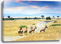 Постер Антилопы в африканской саванне
