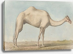 Постер Ривли Уилли Верблюд