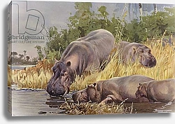 Постер Кухнерт Уильям Hippopotamus 1