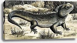 Постер Дэвис Р. (жив, дет) The Tuatura