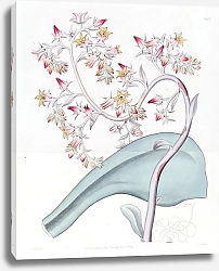 Постер Эдвардс Сиденем Gibbous-flowered Echeveria