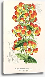 Постер Лемер Шарль Calceolaria pisacomensis