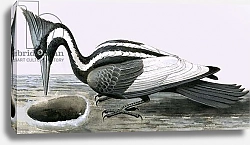 Постер Дэвис Р. (жив, дет) Ivory-billed woodpecker