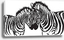 Постер Две зебры на белом