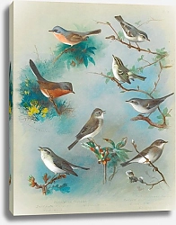 Постер Торнбурн Арчибальд (Бриджман) Warbler And Wrens