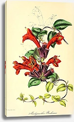 Постер Aeschynanthus Boschianus