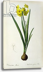 Постер Редюти Пьер Narcissus Lazetta, from `'Plantae Selectae' by Christoph Jakob Trew, published 175-53