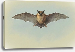 Постер Торнбурн Арчибальд (Бриджман) Study of a common pipistrelle bat