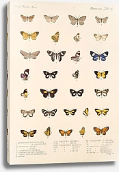 Постер Годман Фредерик Insecta Lepidoptera-Heterocera Pl 058