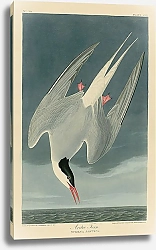 Постер Arctic Tern