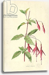 Постер Хулм Фредерик (бот) Single Fuchsia