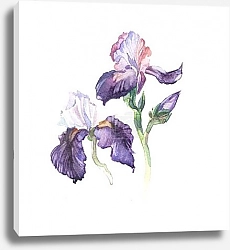 Постер Фиолетовые ирисы. Акварель