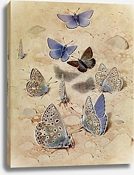 Постер Робер Поль-Андре Небесно-Голубой Аргус