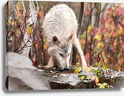 Постер Белый волк на фоне осеннего леса