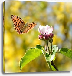 Постер Оранжевая пятнистая бабочка на розовом цветке в цветущем саду
