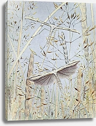 Постер Робер Поль-Андре Птерофор Птеродактиль