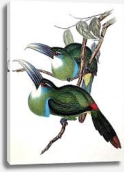 Постер Blue-banded Groove-bill