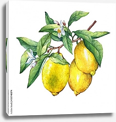 Постер Три сочных лимона на ветке с цветами