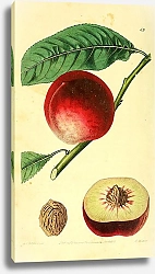 Постер Обыкновенный нектарин Elruge