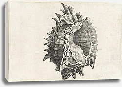 Постер Холлар Вецеслаус (грав) Pink-mouth murex